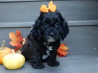 Ellie, a female Cockapoo for sale in Berlin, OH – 4 of 5