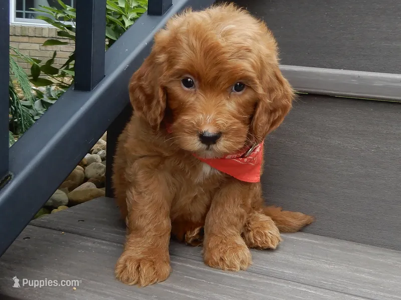 Bingo – Miniature Goldendoodle puppy for sale in Berlin, OH
