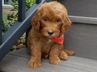 Bingo, a male Miniature Goldendoodle for sale in Berlin, OH – 1 of 6