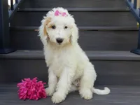 Daisy (medium), a female Miniature Goldendoodle for sale in Berlin, OH – 6 of 6