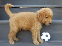 Rover (medium), a male Miniature Goldendoodle for sale in Berlin, OH – 5 of 5