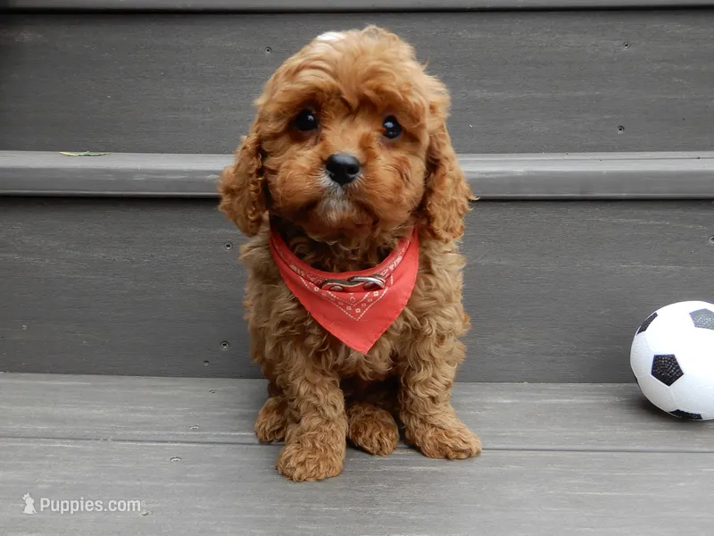 Cooper – Cavapoo puppy for sale in Berlin, OH