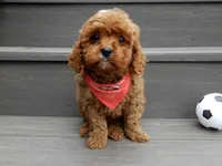Cooper, a male Cavapoo for sale in Berlin, OH – 1 of 7