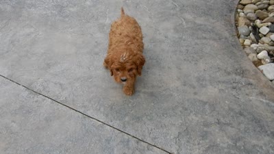 Buttons, a female Cavapoo for sale in Berlin, OH – 6 of 6