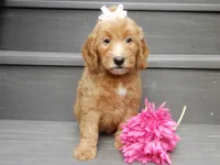 Ginger, a female Miniature Goldendoodle for sale in Berlin, OH – 3 of 7