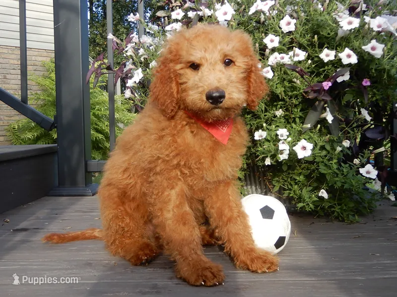 Theo (medium) – Miniature Goldendoodle puppy for sale in Berlin, OH