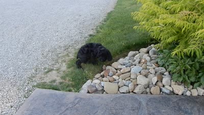 Jet, a male Cockapoo for sale in Berlin, OH – 9 of 10