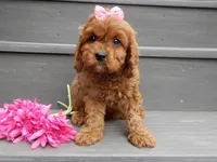 Izzy, a female Cavapoo for sale in Berlin, OH – 5 of 7