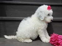 Roxy, a female Sheepadoodle for sale in Berlin, OH – 5 of 8