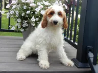 Princess-MEDIUM SIZE, a female Goldendoodle for sale in Berlin, OH – 4 of 6