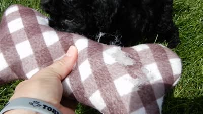 Ellie, a female Sheepadoodle for sale in Berlin, OH – 6 of 6