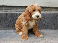 Charlie, a male Miniature Goldendoodle for sale in Berlin, OH – 3 of 4