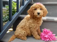 Hazel, a female Miniature Goldendoodle for sale in Berlin, OH – 2 of 5