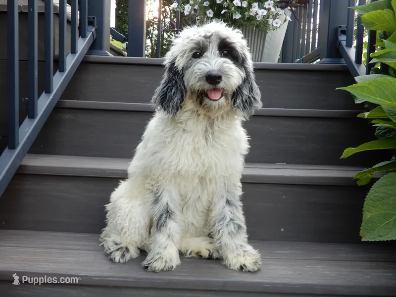 Brooke – Sheepadoodle puppy for sale in Berlin, OH