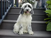Brooke, a female Sheepadoodle for sale in Berlin, OH – 1 of 8