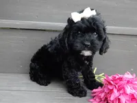 Millie, a female Cockapoo for sale in Berlin, OH – 5 of 7