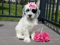 Brooke, a female Sheepadoodle for sale in Berlin, OH – 2 of 10