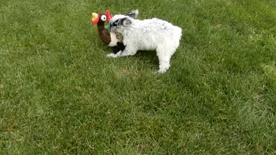 Brooke, a female Sheepadoodle for sale in Berlin, OH – 7 of 7