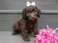 Molly, a female Cockapoo for sale in Berlin, OH – 4 of 6