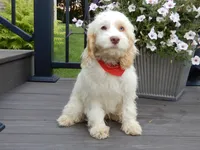 Lucky, a male Cockapoo for sale in Berlin, OH – 3 of 5