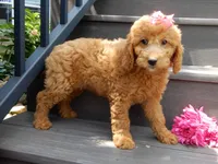 Sunny, a female Miniature Goldendoodle for sale in Berlin, OH – 3 of 6