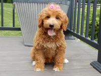 Betsie, a female Miniature Goldendoodle for sale in Berlin, OH – 4 of 5