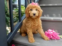 Sunny, a female Miniature Goldendoodle for sale in Berlin, OH – 6 of 6