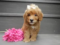 Izzy, a female Miniature Goldendoodle for sale in Berlin, OH – 6 of 6