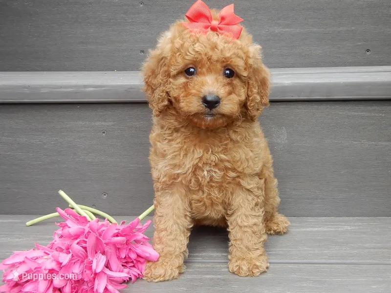 Sheila – Miniature Goldendoodle puppy for sale in Berlin, OH