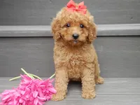 Sheila, a female Miniature Goldendoodle for sale in Berlin, OH – 1 of 6