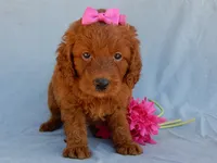 Lucy, a female Miniature Goldendoodle for sale in Berlin, OH – 4 of 5