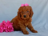 Lucy, a female Miniature Goldendoodle for sale in Berlin, OH – 2 of 5