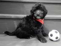 Mason, a male Sheepadoodle for sale in Berlin, OH – 5 of 9