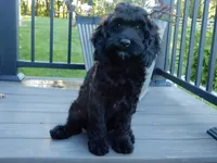 Jet, a male Cockapoo for sale in Berlin, OH – 7 of 10