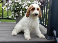 Princess-MEDIUM SIZE, a female Goldendoodle for sale in Berlin, OH – 3 of 6