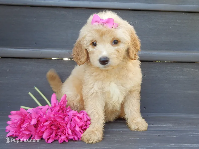Penny (medium) – Miniature Goldendoodle puppy for sale in Berlin, OH