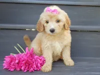 Penny (medium), a female Miniature Goldendoodle for sale in Berlin, OH – 1 of 7