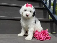 Roxy, a female Sheepadoodle for sale in Berlin, OH – 4 of 8