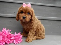 Izzy, a female Cavapoo for sale in Berlin, OH – 3 of 7