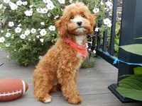 Bud, a male Cavapoo for sale in Berlin, OH – 5 of 6