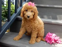 Sunny, a female Miniature Goldendoodle for sale in Berlin, OH – 5 of 6
