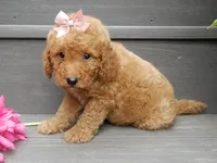 Zara, a female Miniature Goldendoodle for sale in Berlin, OH – 4 of 5