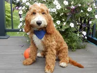 Charlie, a male Miniature Goldendoodle for sale in Berlin, OH – 2 of 7
