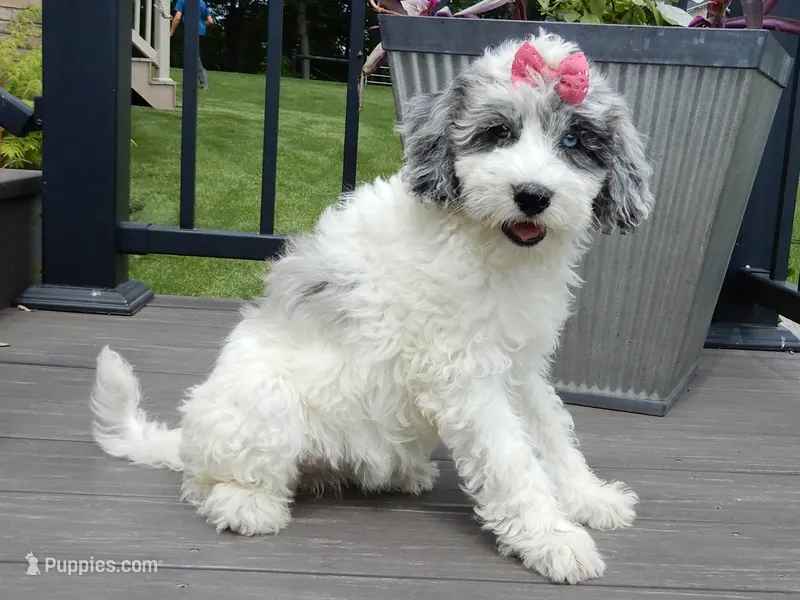 Willow – Sheepadoodle puppy for sale in Berlin, OH