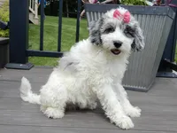 Willow, a female Sheepadoodle for sale in Berlin, OH – 1 of 7