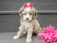Jane, a female Cockapoo for sale in Berlin, OH – 4 of 8
