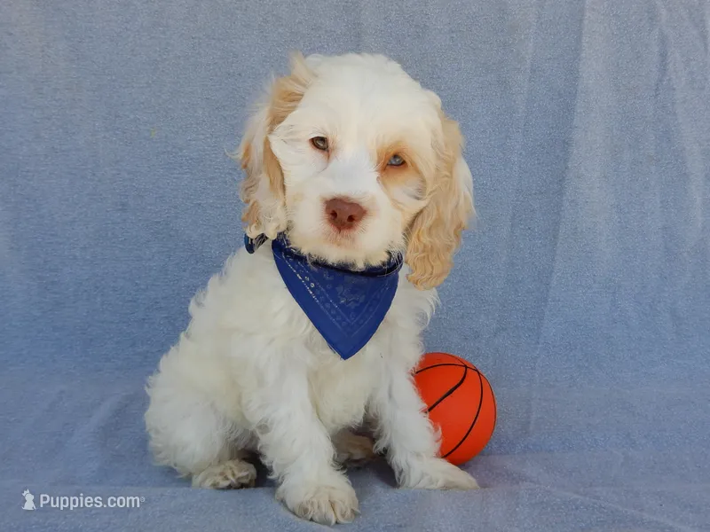 Lucky – Cockapoo puppy for sale in Berlin, OH