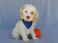Lucky, a male Cockapoo for sale in Berlin, OH – 1 of 5