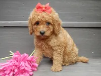 Sheila, a female Miniature Goldendoodle for sale in Berlin, OH – 5 of 6