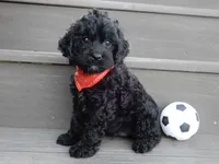 Jet, a male Cockapoo for sale in Berlin, OH – 3 of 9